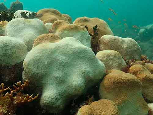 Señalan muerte masiva de corales en arrecifes mexicanos