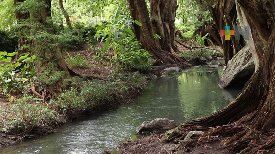 PMA al rescate de la reserva natural Paseo de los Ahuehuetes