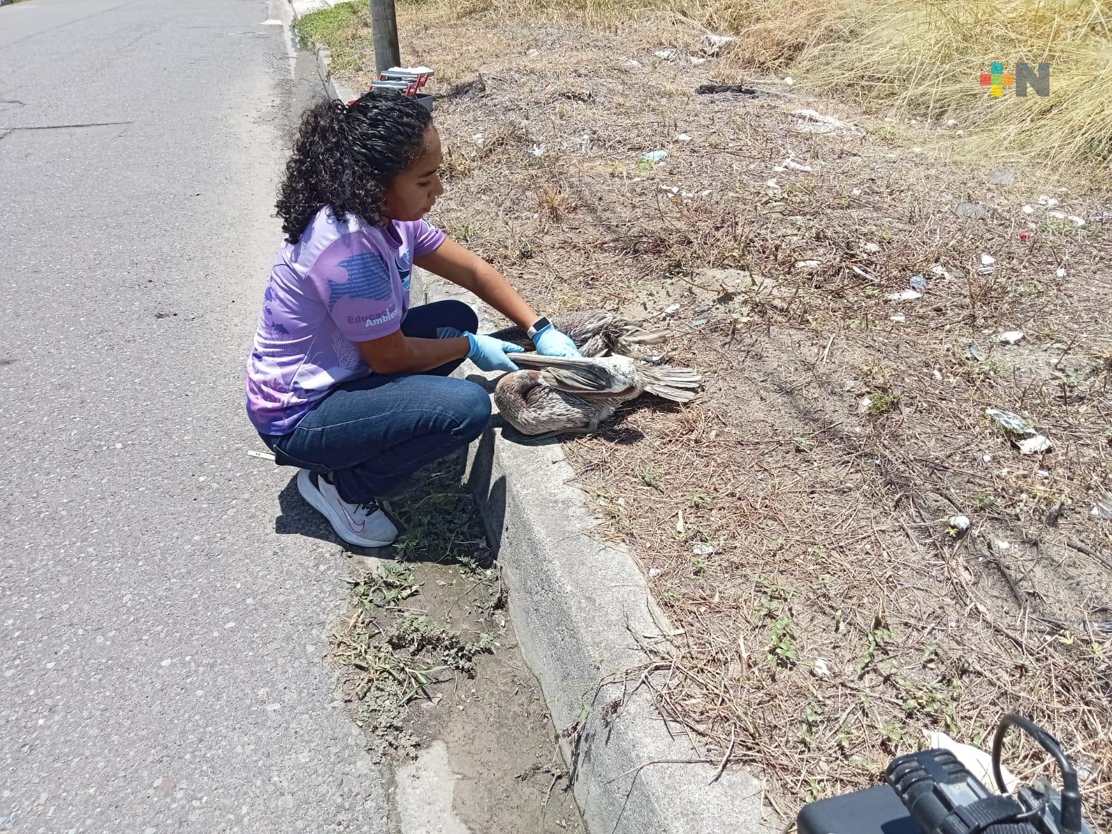 Rescatan a pelícano herido y lo trasladan a instalaciones de Aquarium