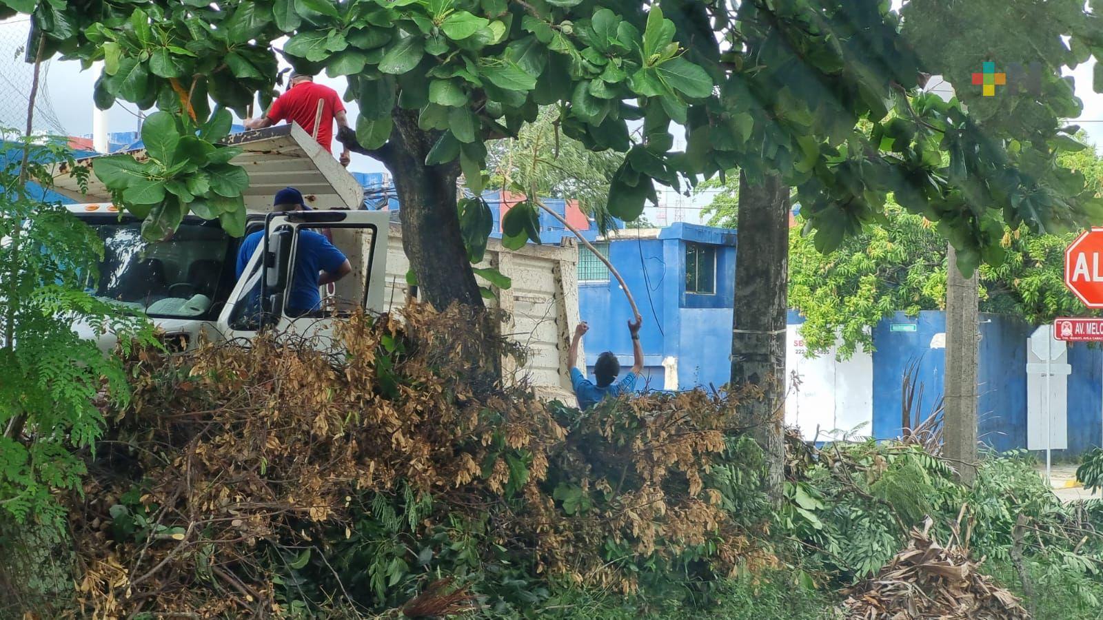 Se podaron 45 árboles en Coatza para prevenir accidentes