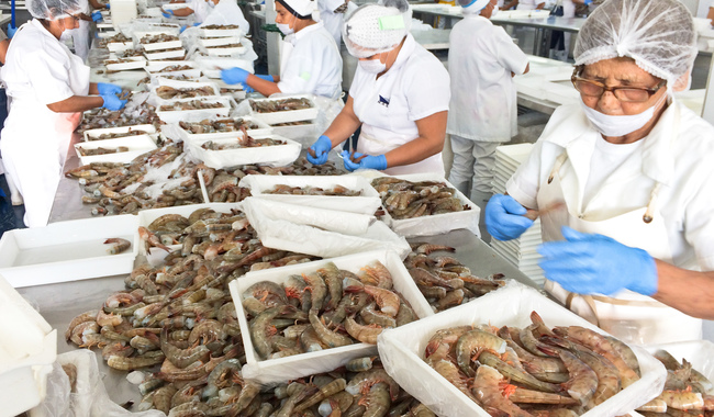 Anuncia Agricultura fechas de veda temporal de camarón del Golfo de México y mar Caribe