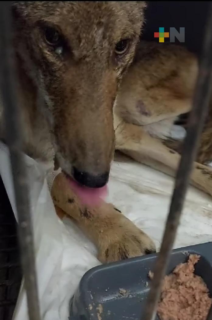 Rescatan coyote en el municipio de Alvarado