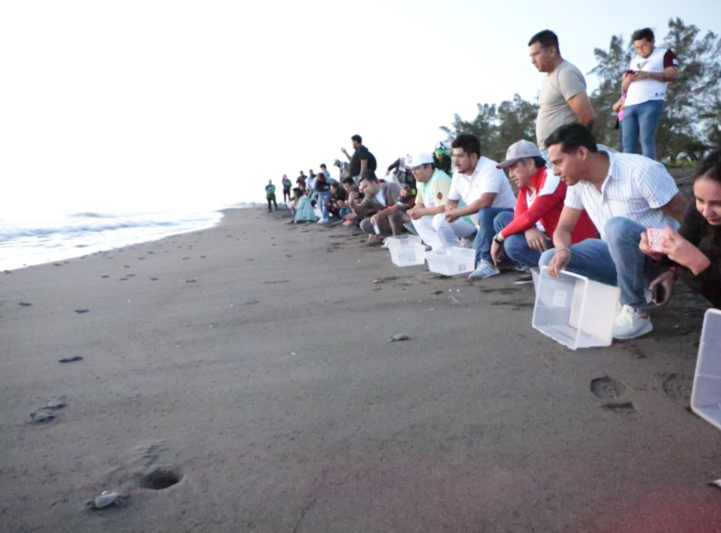 Encabeza Gobernador liberación de crías de tortuga marina en Nautla