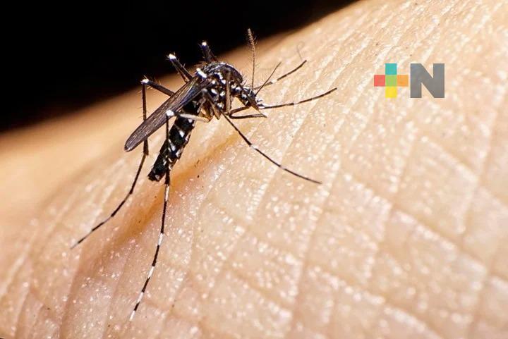 Con las lluvias se reproduce en mayor cantidad el mosco Aedes aegypti