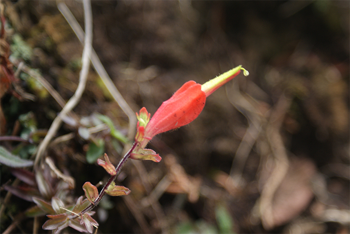 Egresado UV describió y registró nueva especie vegetal