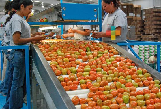 Crece sector primario nacional y aumentan exportaciones agropecuarias a mitad de año