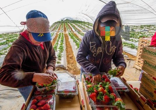 Registra balanza comercial agroalimentaria México-EU superávit de más de 8mmdd