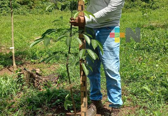 México cuenta con potencial productivo para el cultivo de hule