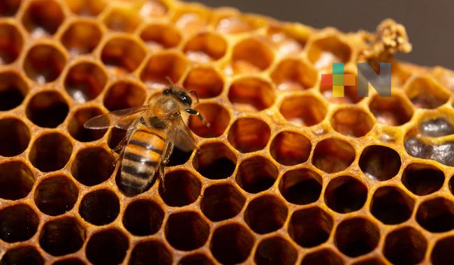 Con apoyo de expertos, promueve Agricultura acciones para preservar a las abejas