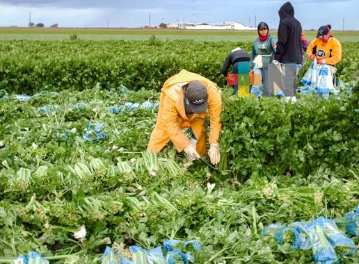 Crece 5.1% producción agroalimentaria del país en últimos cinco años, pese a escenarios globales adversos