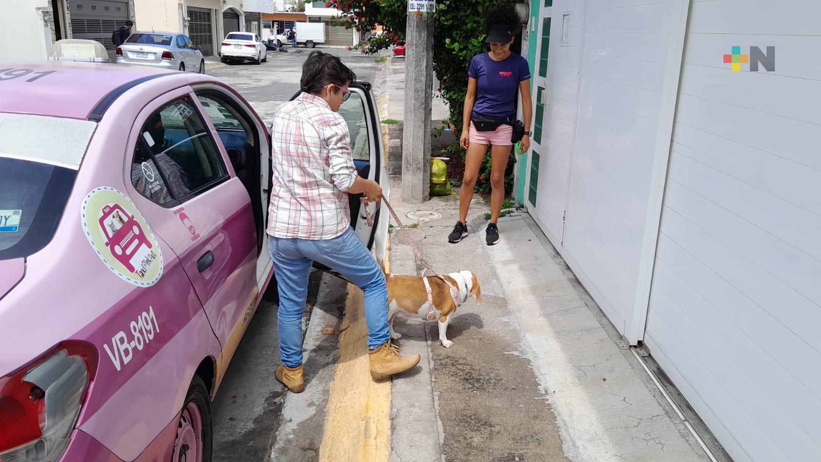 Taxi «Pet friendly» ofrece servicio de transporte a mascotas MÁSNOTICIAS