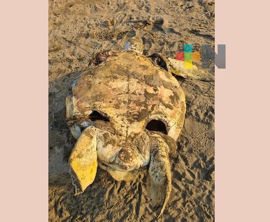 Manchas de hidrocarburo provocan  muerte de 20 tortugas en playas de Coatza y Tonalá