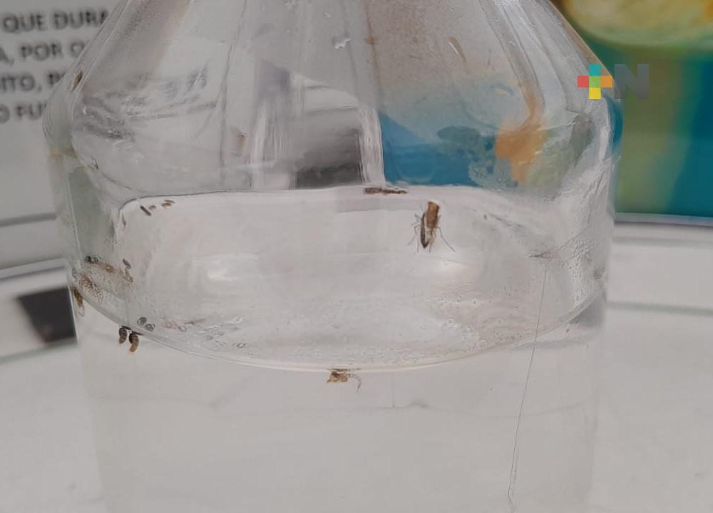 Continúan trabajos de fumigación contra dengue en Veracruz puerto