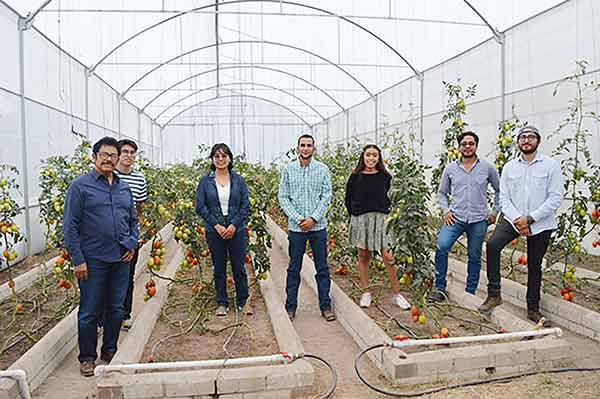 Crea la UNAM biofungicida para proteger al jitomate