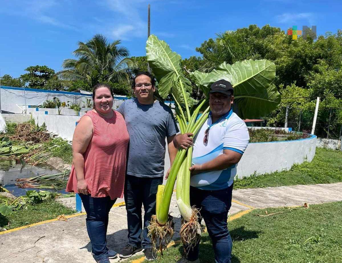 Invitan a ir por plantas ornamentales al ITBoca, cada tres meses cosechan