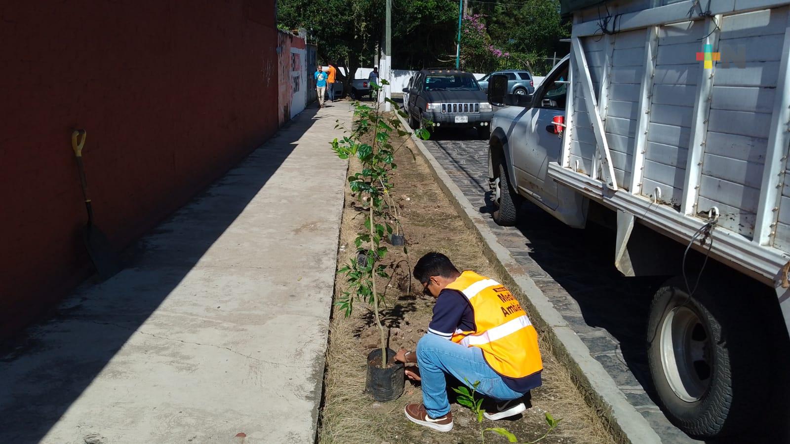 Jornada de reforestación continúan en Xalapa