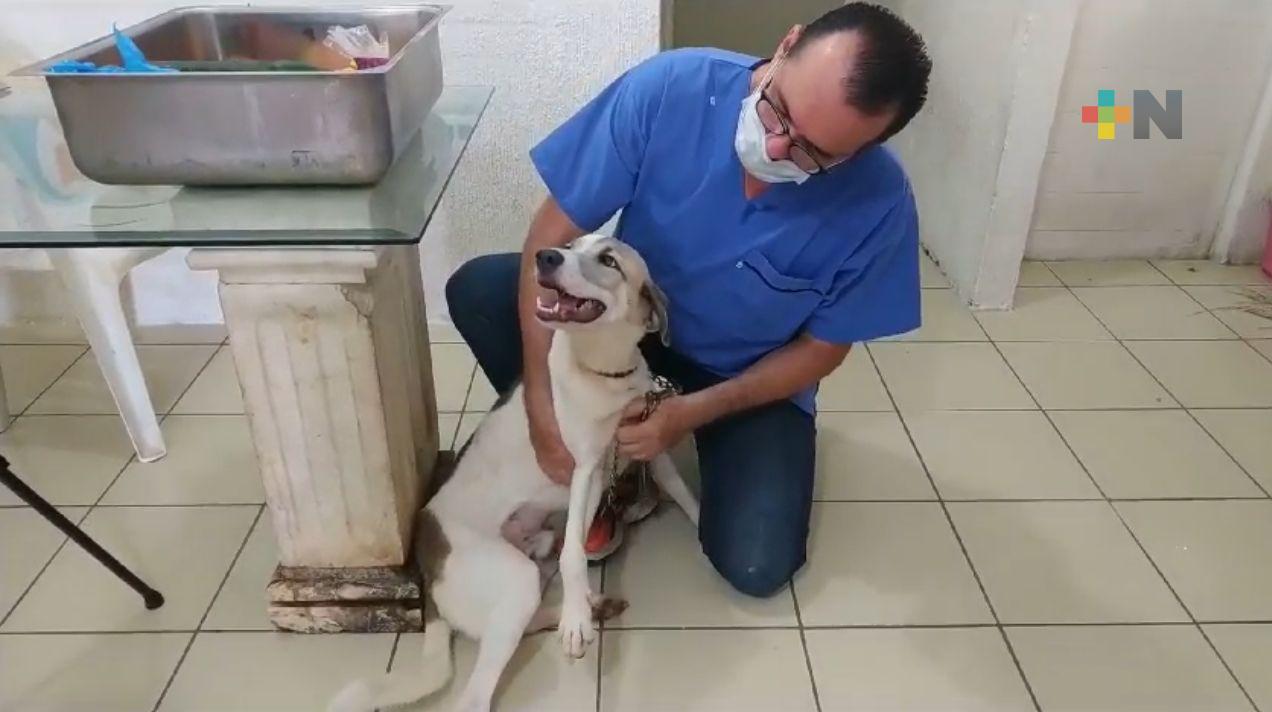 En la región sur de Veracruz se han interpuesto cinco denuncias por maltrato animal