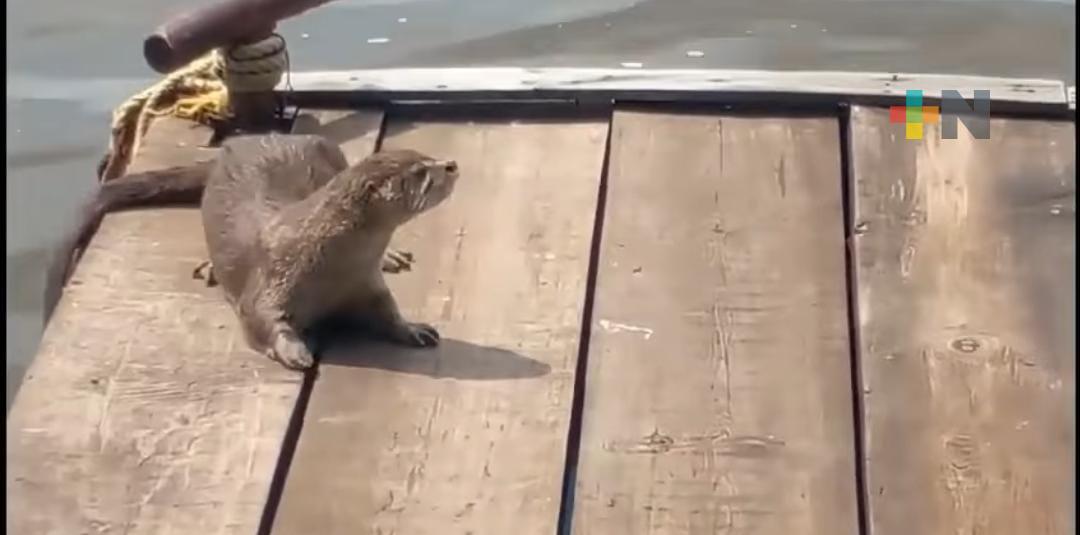 Descubren nutrias en río Coatzacoalcos; invitan a población a respetarlas