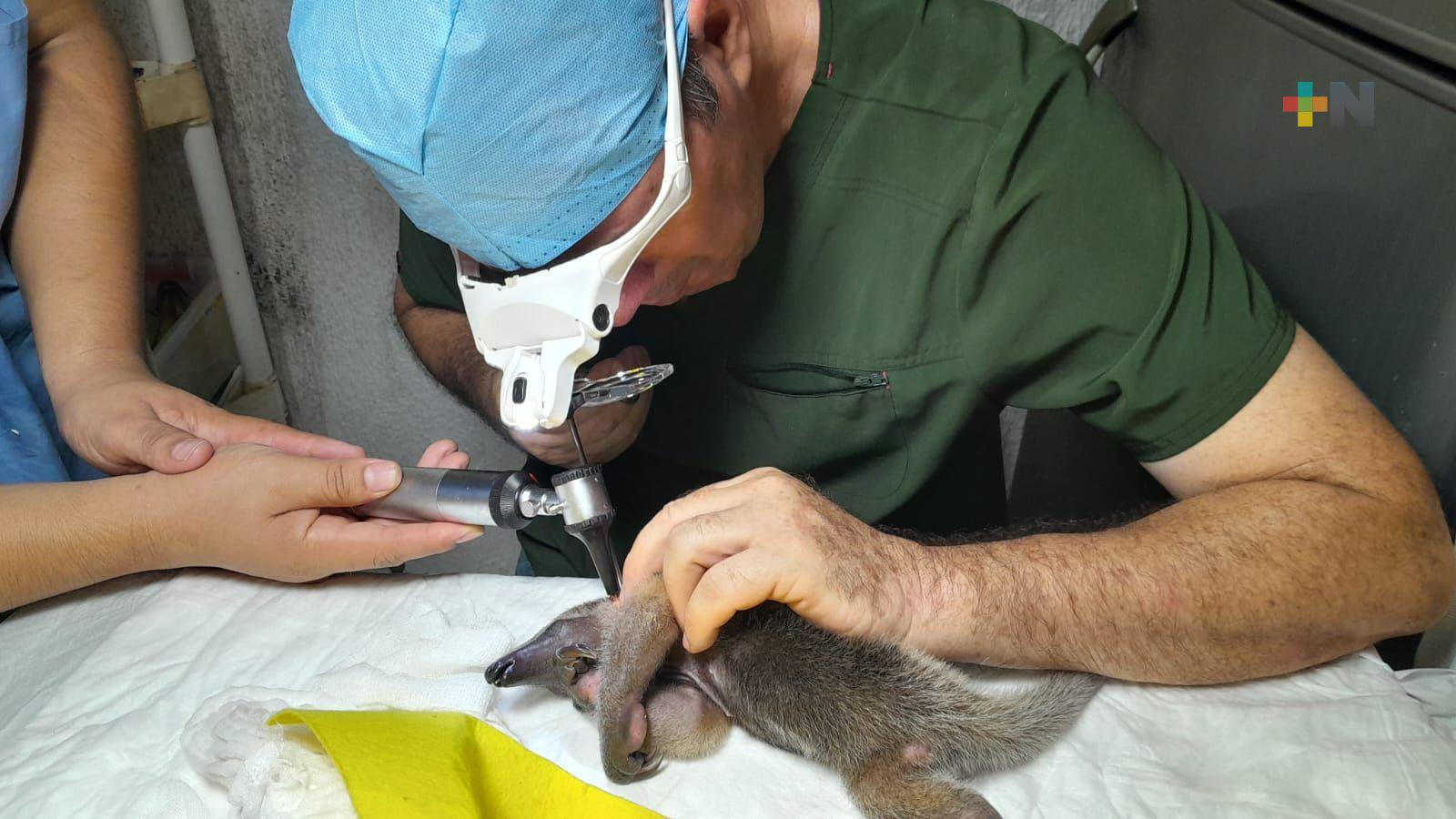 Localizan a cría de oso hormiguero en tecnológico de Coatza