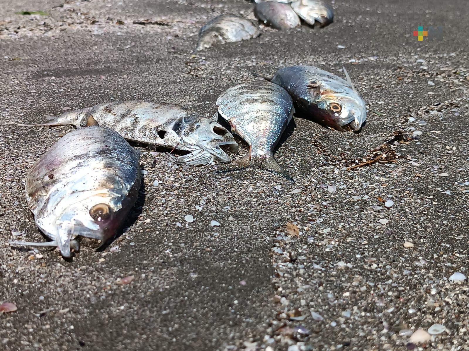 Peces muertos en Boca del Río son desecho arrastrado por las corrientes marinas