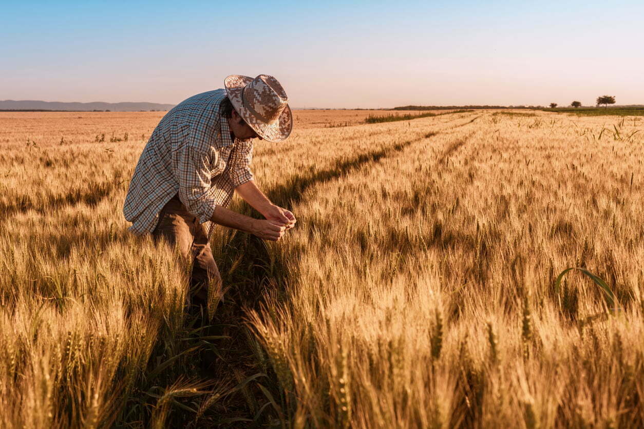 Despliega Agricultura programas y acciones para impulsar la producción de trigo, segundo cereal más consumido en México