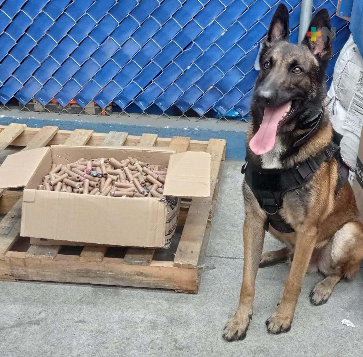 SSP detecta, con perros K9, transporte ilegal de pirotecnia en servicios de paquetería