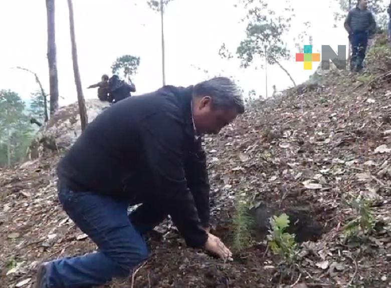 Conafor y Sedema llevan a cabo jornadas de reforestación en Zacualpan y Huayacocotla