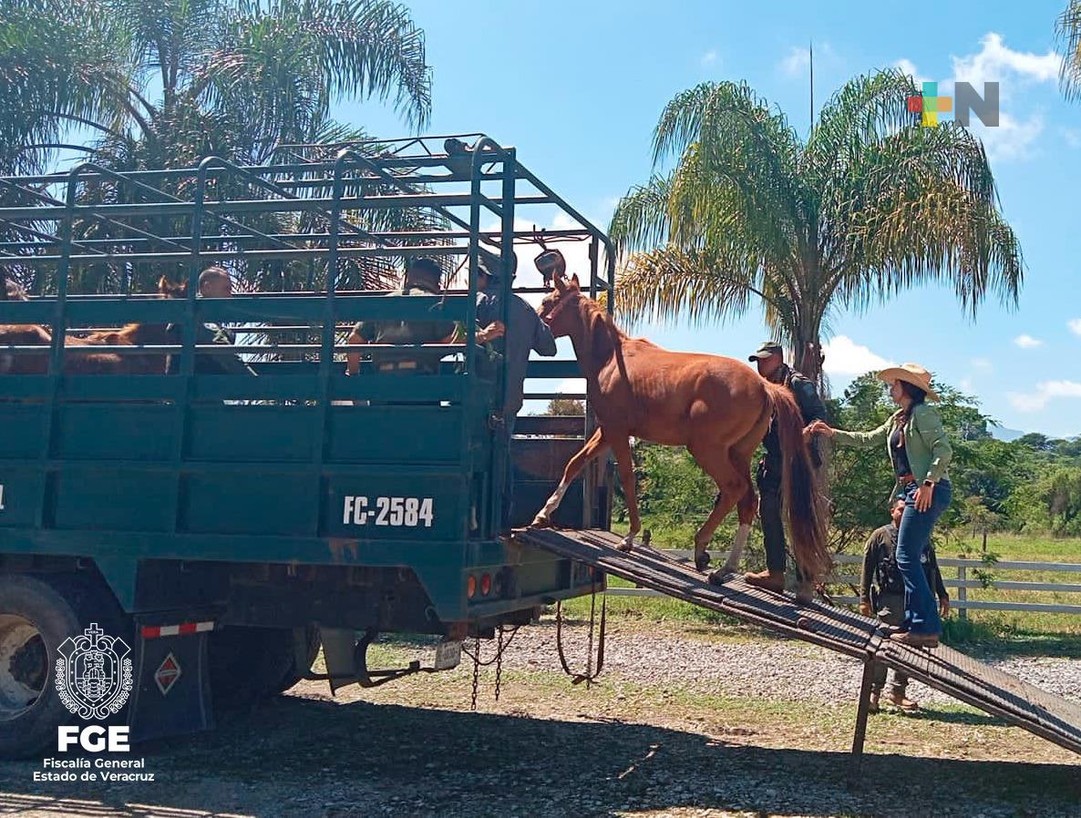 FGE entrega en resguardo caballos al santuario «Cuacolandia»