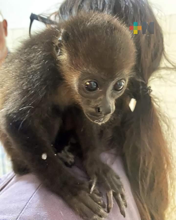 Aseguran cría de mono saraguato en Boca del Río