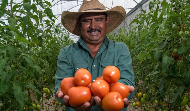 Garantizado el abasto de chile, cebolla y jitomate para Fiestas Patrias: Agricultura