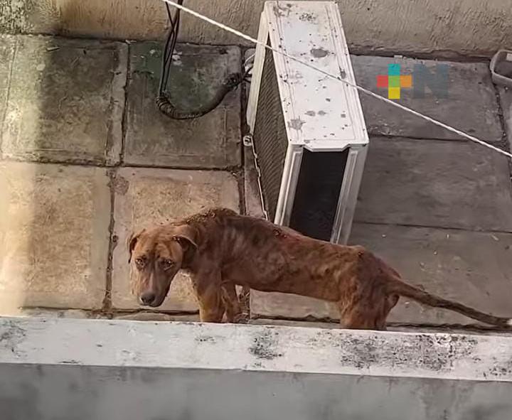 Denuncian maltrato animal en  fraccionamiento Privanzas de Veracruz puerto