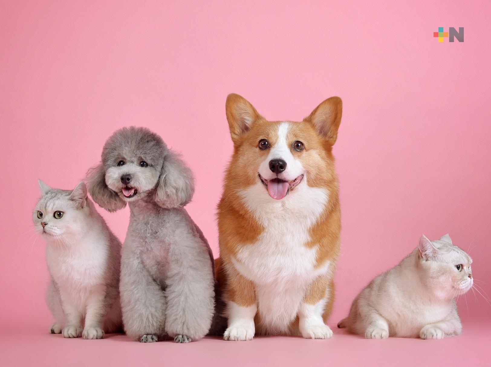 Proponen en el Senado elevar a rango constitucional protección de los animales