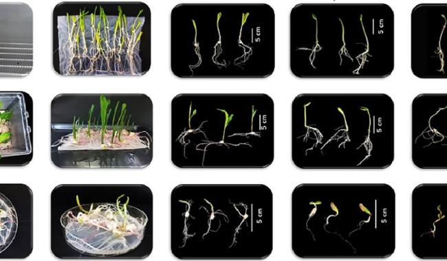 Alista Agricultura primera biofábrica en beneficio de suelos y cultivos