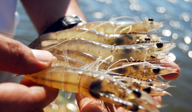 Inicia temporada de captura de camarón en el Océano Pacífico