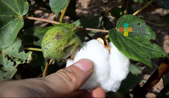 Impulsa Agricultura acciones fitosanitarias contra plagas del algodón en región lagunera