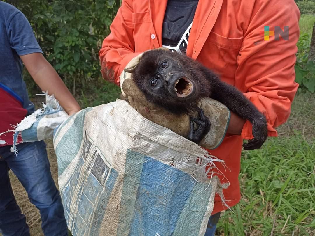 Rescatan mono aullador en Texistepec