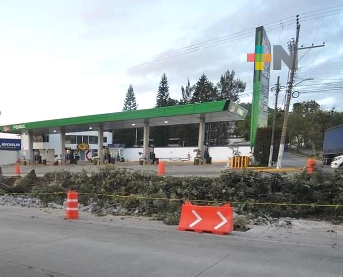 Se puede modificar trazo de obra en Lázaro Cárdenas; no se cortarán más árboles: Gobernador