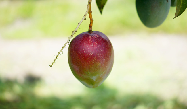 Buscan México y Nueva Zelanda fortalecer intercambio seguro de alimentos