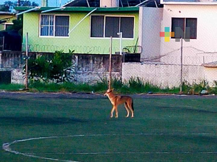 Coyote merodea zona de recinto portuario de Veracruz