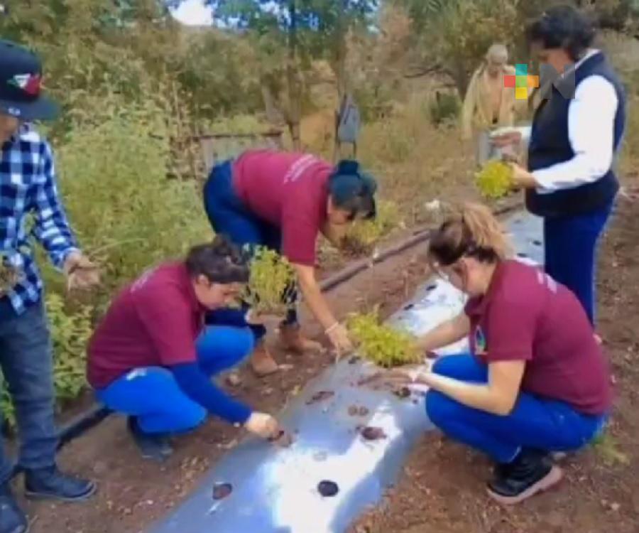 Estudiantes del Tecnológico de Chicontepec llevan a cabo cultivo de chile serrano