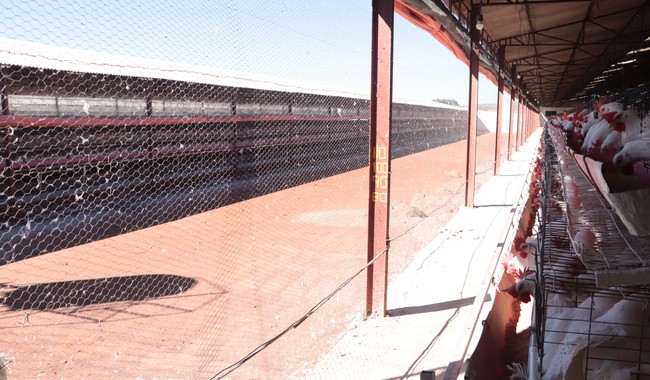 Reporta Agricultura primer caso de influenza aviar AH5 de alta patogenicidad en granja de Sonora