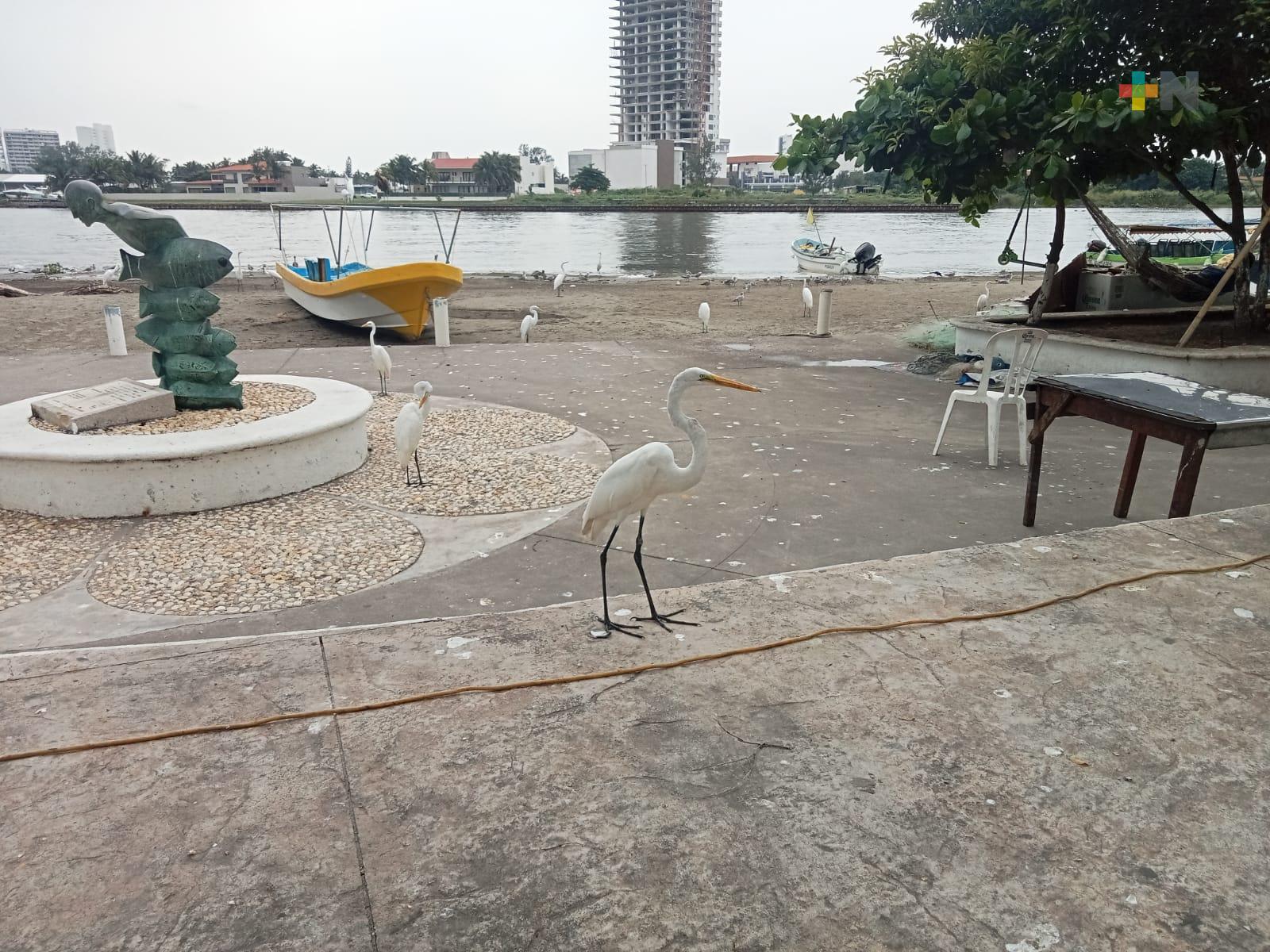 Garzas que llegan a playas de Boca del Río son un nuevo atractivo turístico