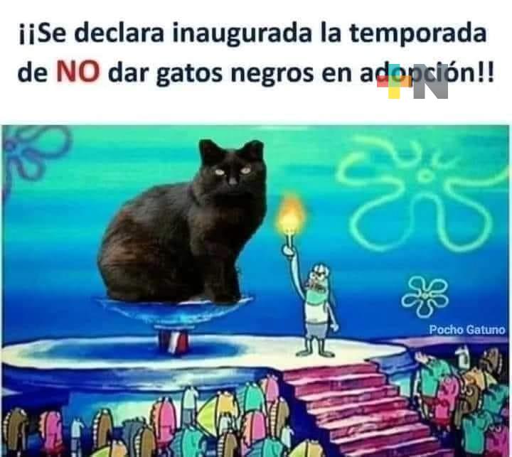 Peligran gatos negros por ser utilizados en rituales esotéricos; llaman a cuidarlos