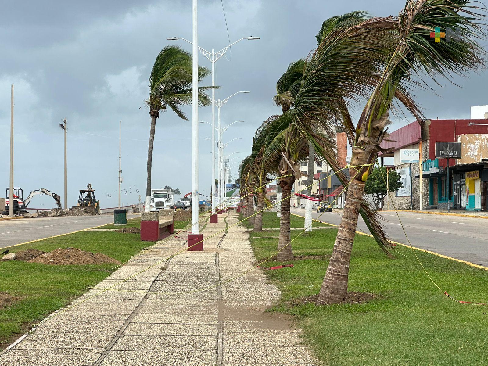 Aseguran palmeras de malecón de Coatzacoalcos por fuertes vientos