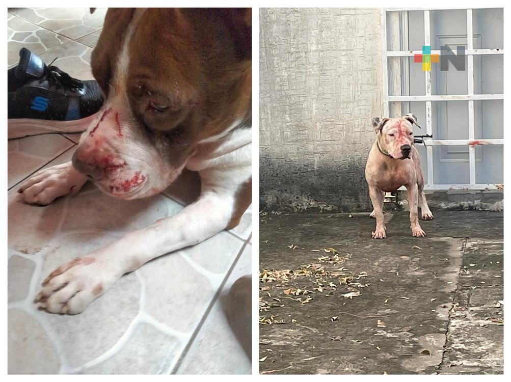 En zona conurbada se registra pelea entre perros de raza Pitbull