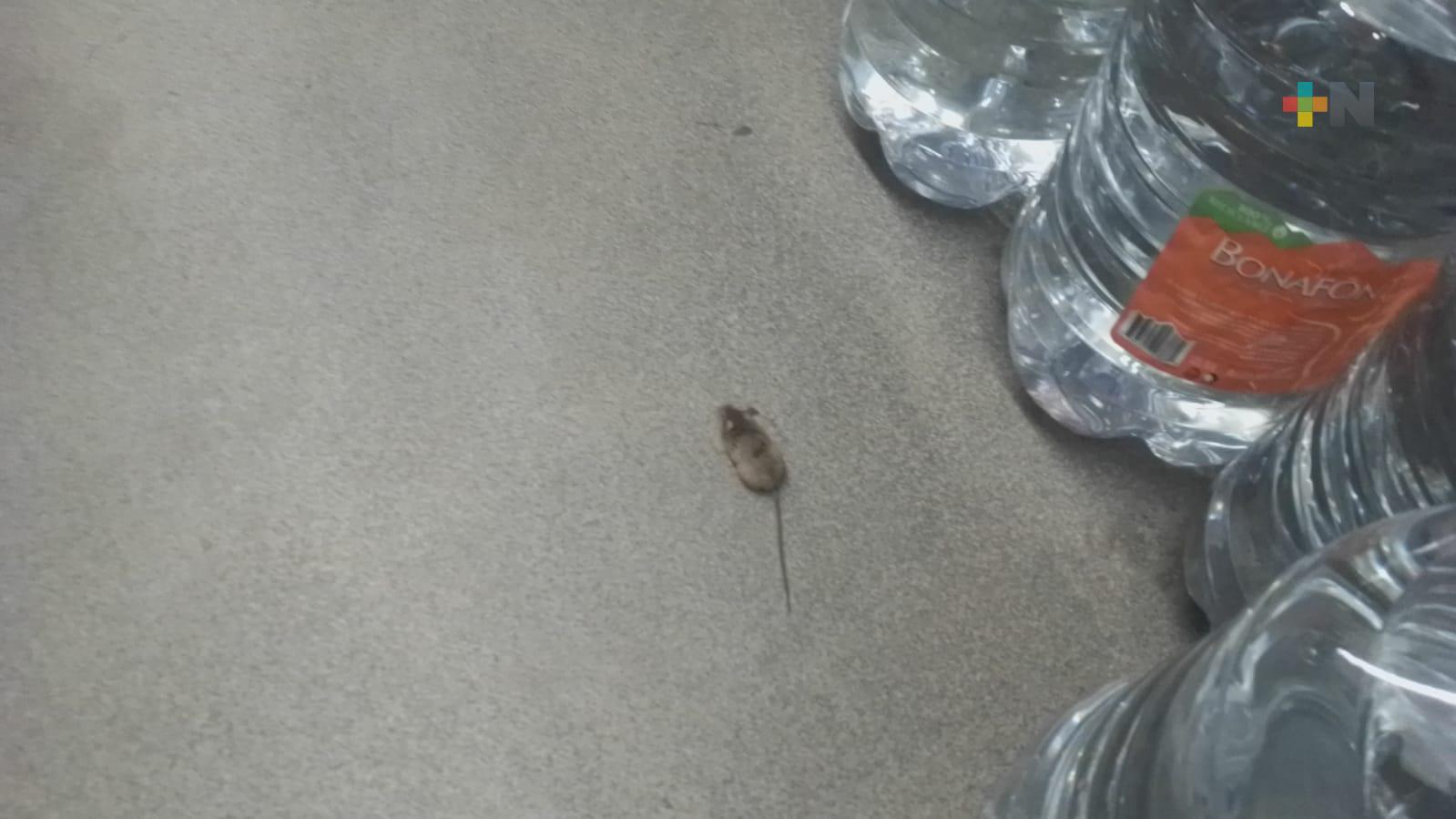 Clientes son sorprendidos por ratón en supermercado del municipio de Veracruz