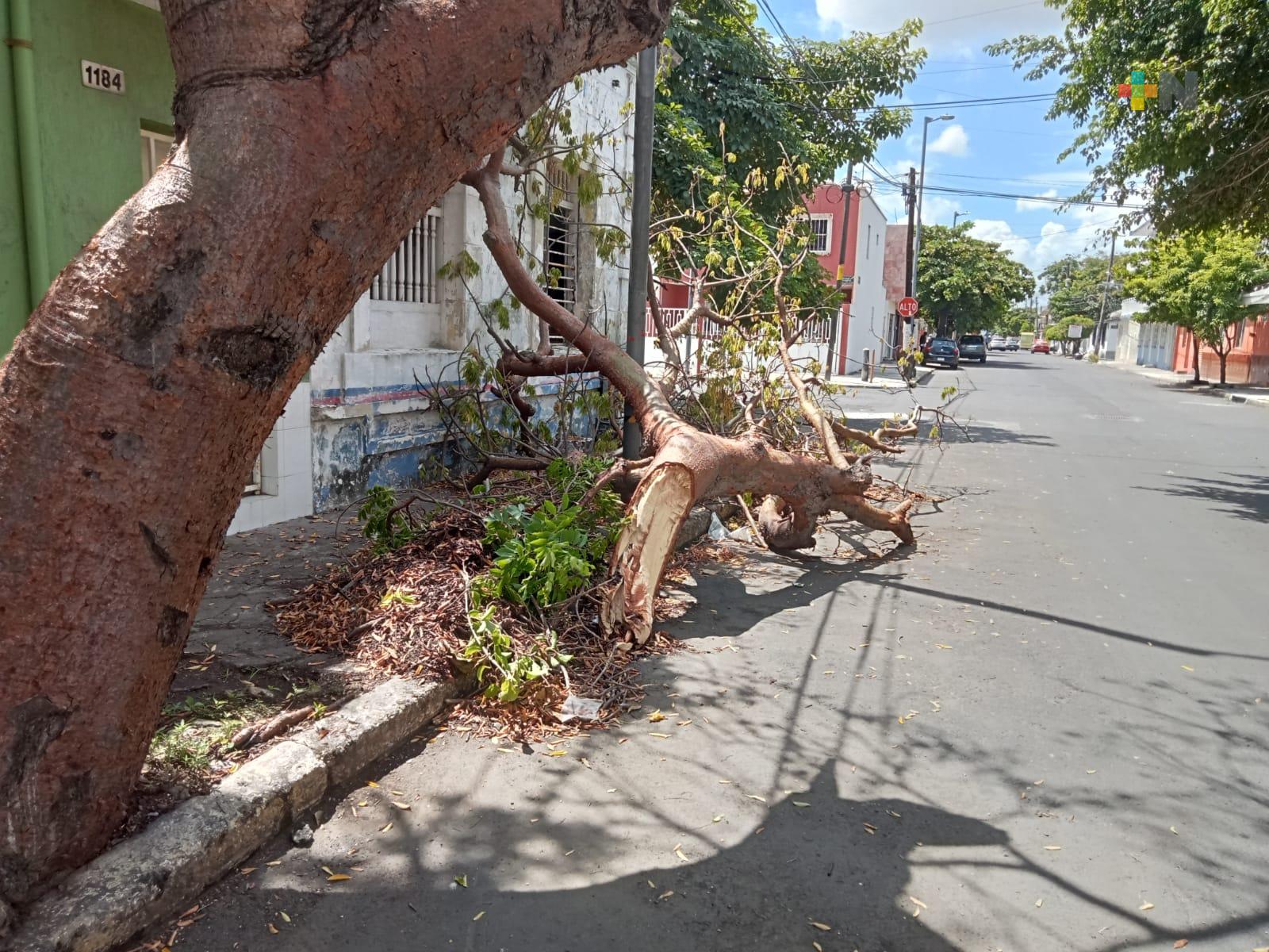 Gran rama caída afecta a colonos; municipio de Veracruz desoye pedido de retirarla