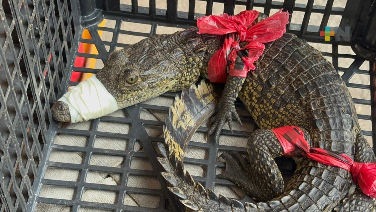 Capturan lagarto en playa de Coatza; de 20 a 30 reptiles se han atrapado este año