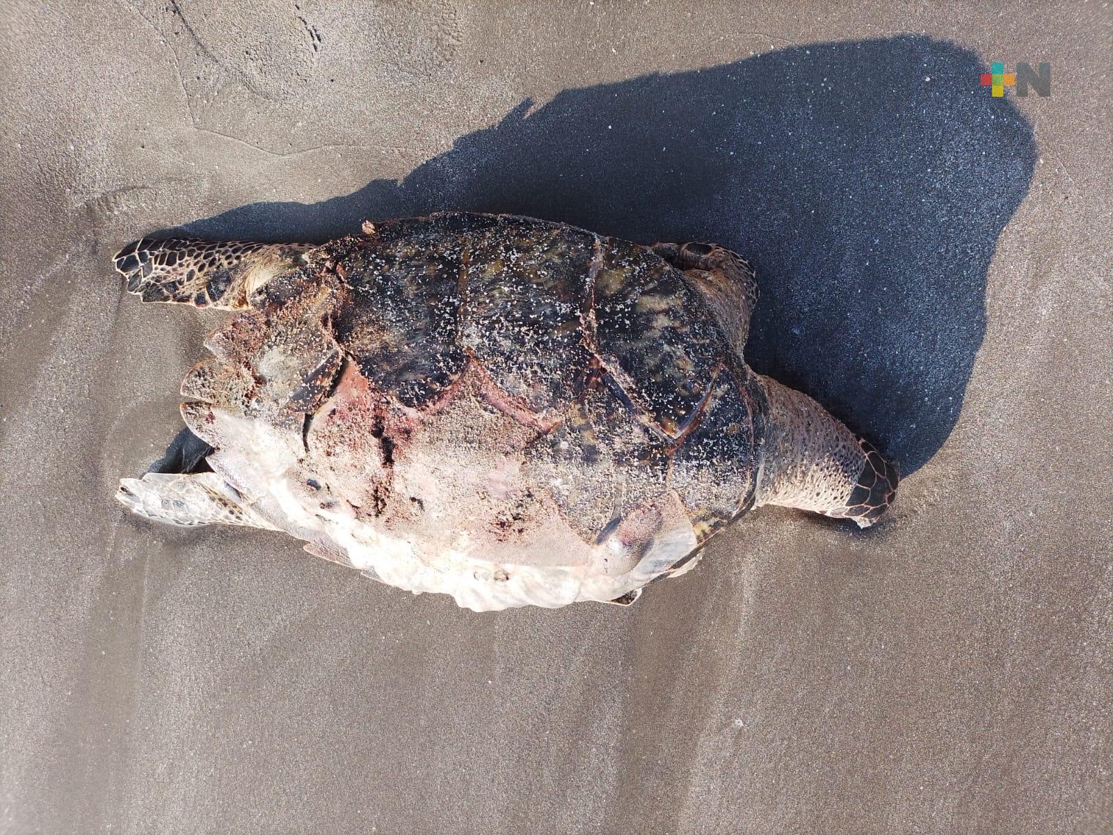 Hallan muerta a una tortuga en playa Martí del puerto de Veracruz, se desconoce la causa