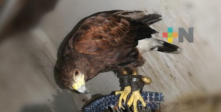 Reportan águila extraviada en Veracruz; ofrecen recompensa por su paradero